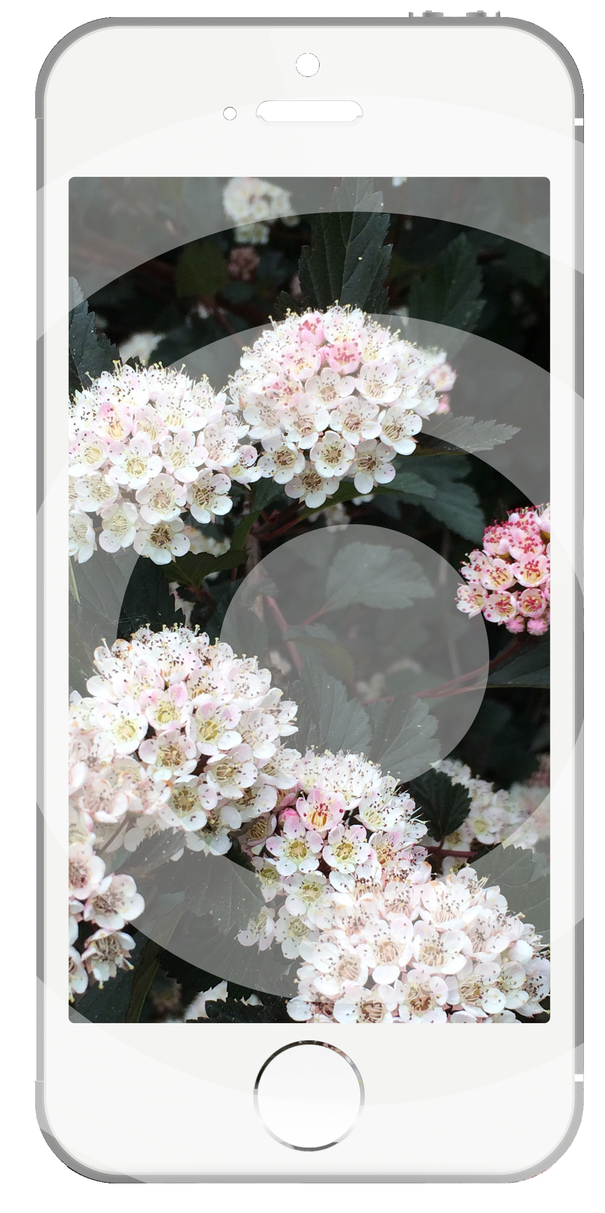 Apps help gardeners identify flora, fauna