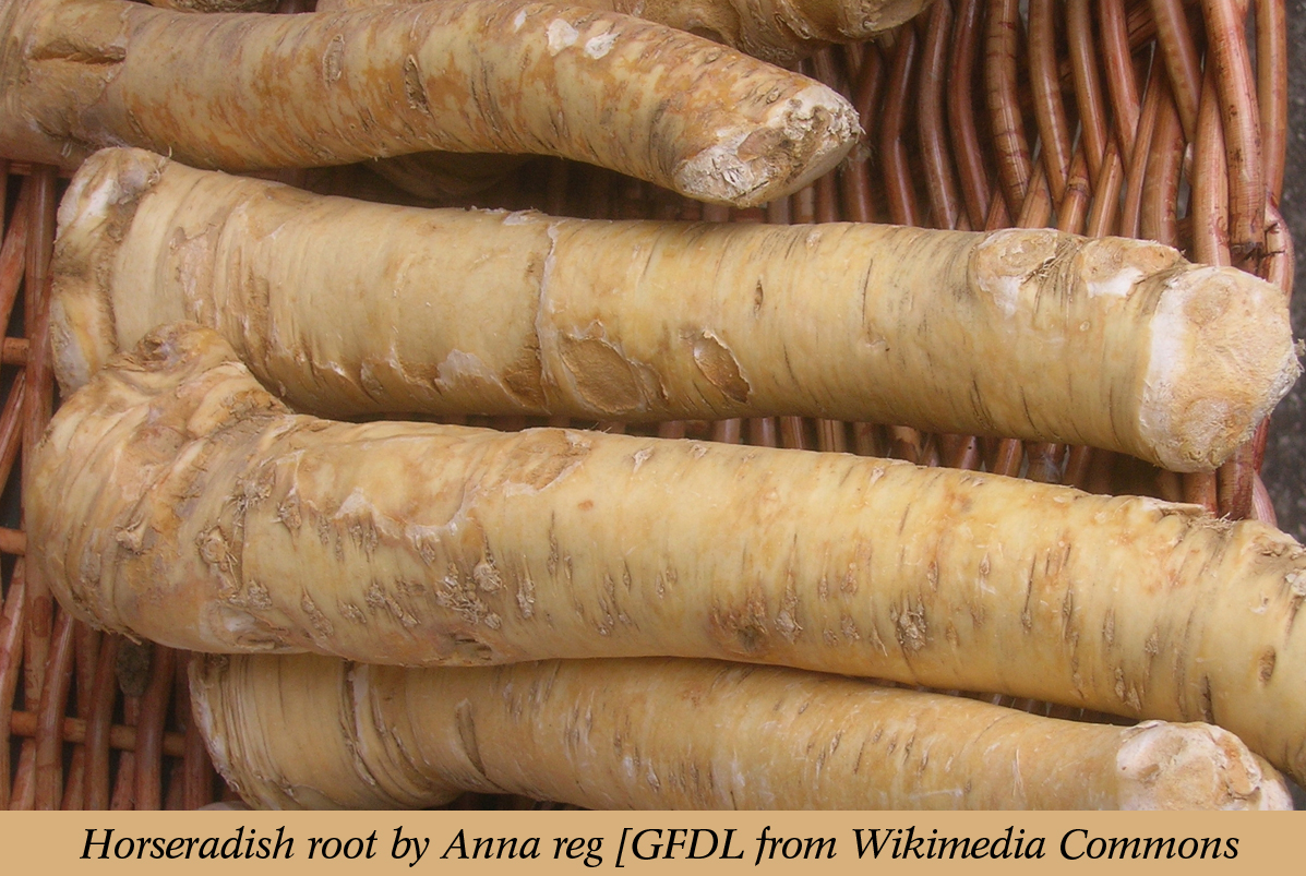 July is National Horseradish Month: The bitter herb that confers high taste, low fat