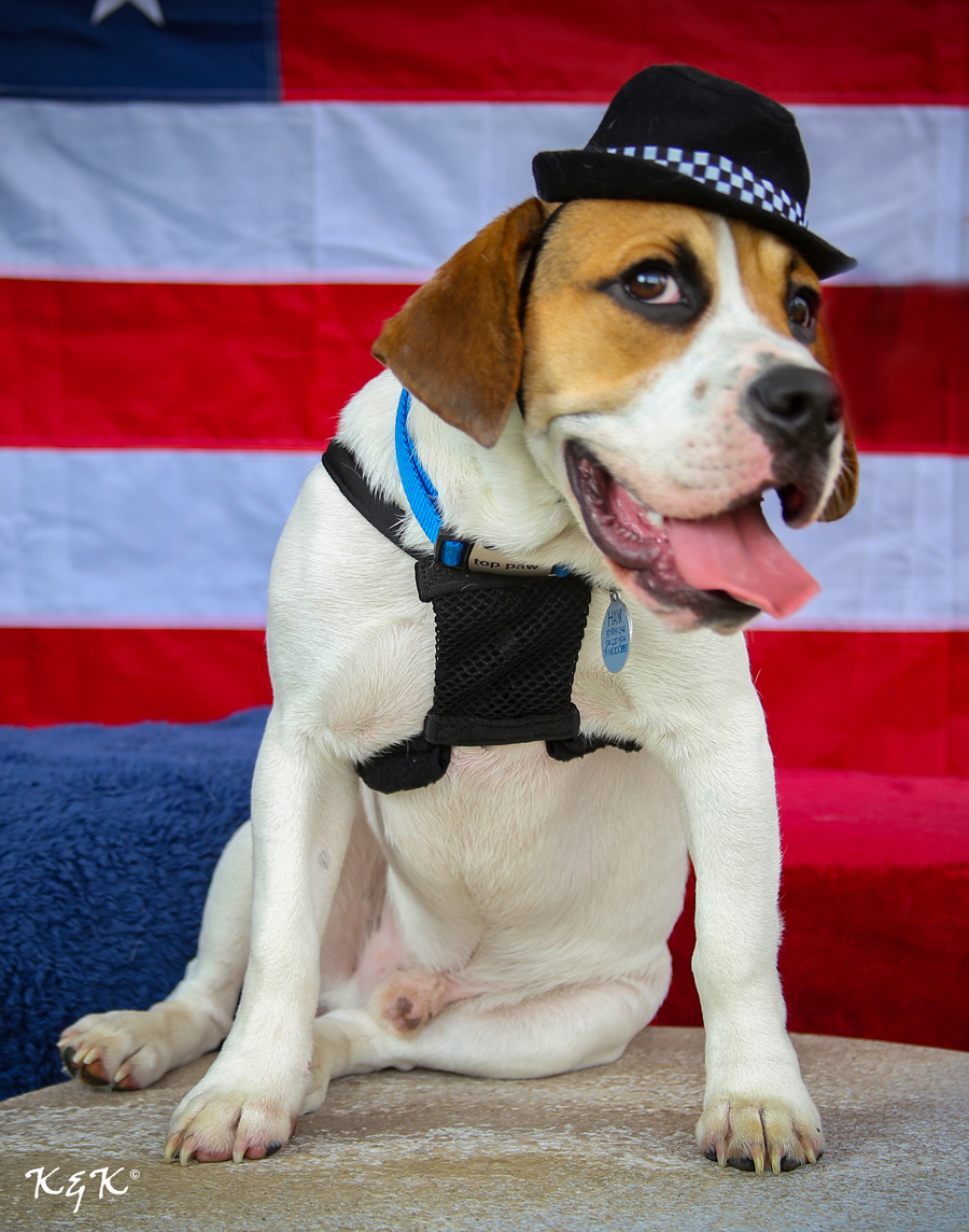 Dog Fear Week: The Fourth of July brings canine terrors