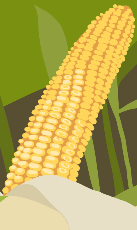 Grilling corn on the cob