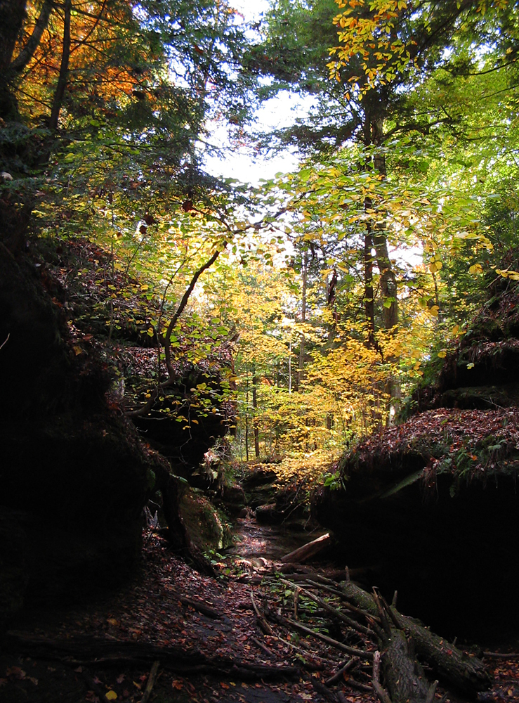 Getting lost in the woods -- and making it back out