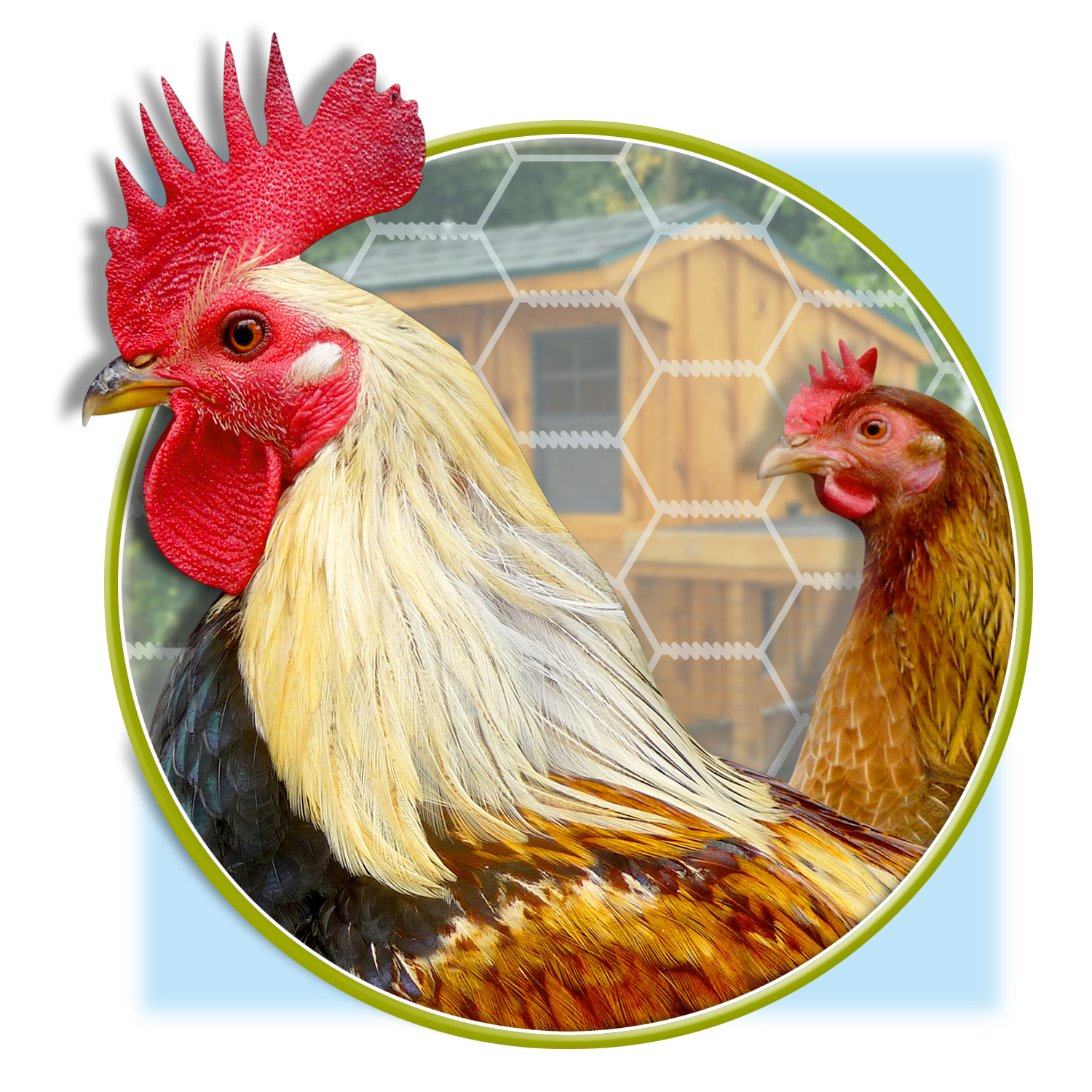 Don't kiss chickens