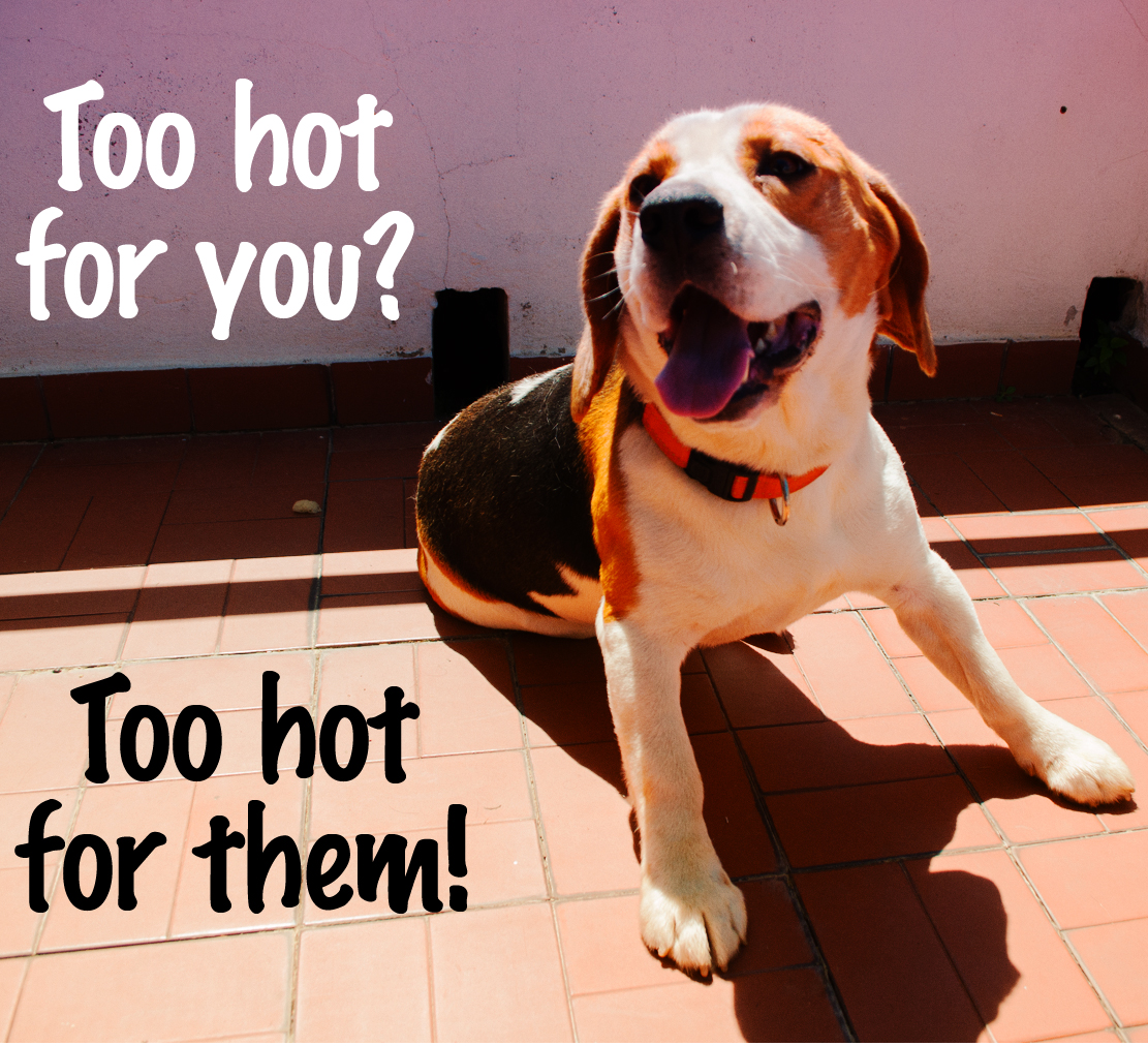 Dogs can suffer in scorching heat