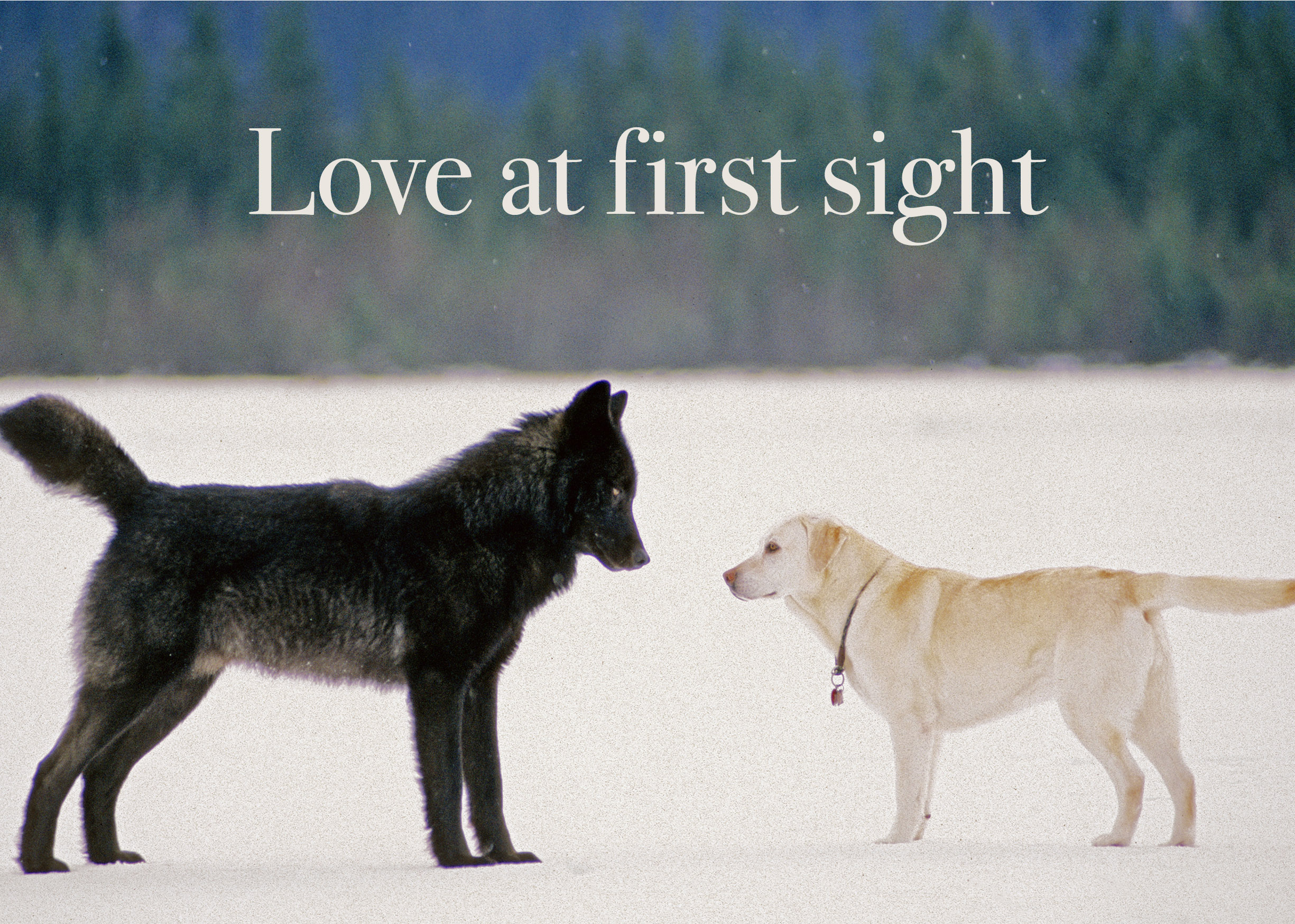 The magical story of Romeo still tugs at Alaska's heart