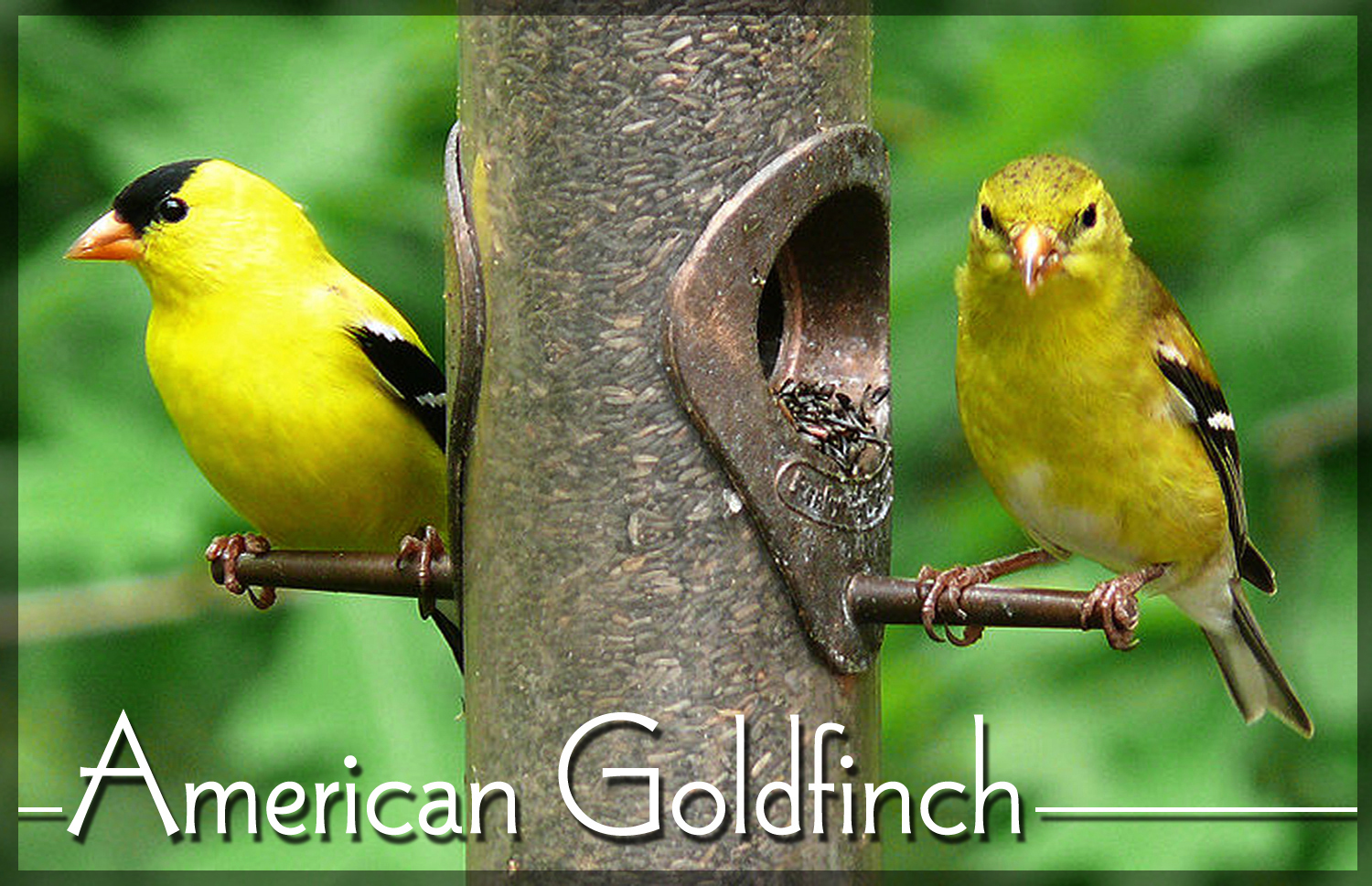 See American goldfinches by your own window