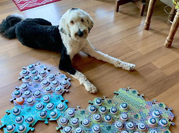 Can you teach your dog to speak?