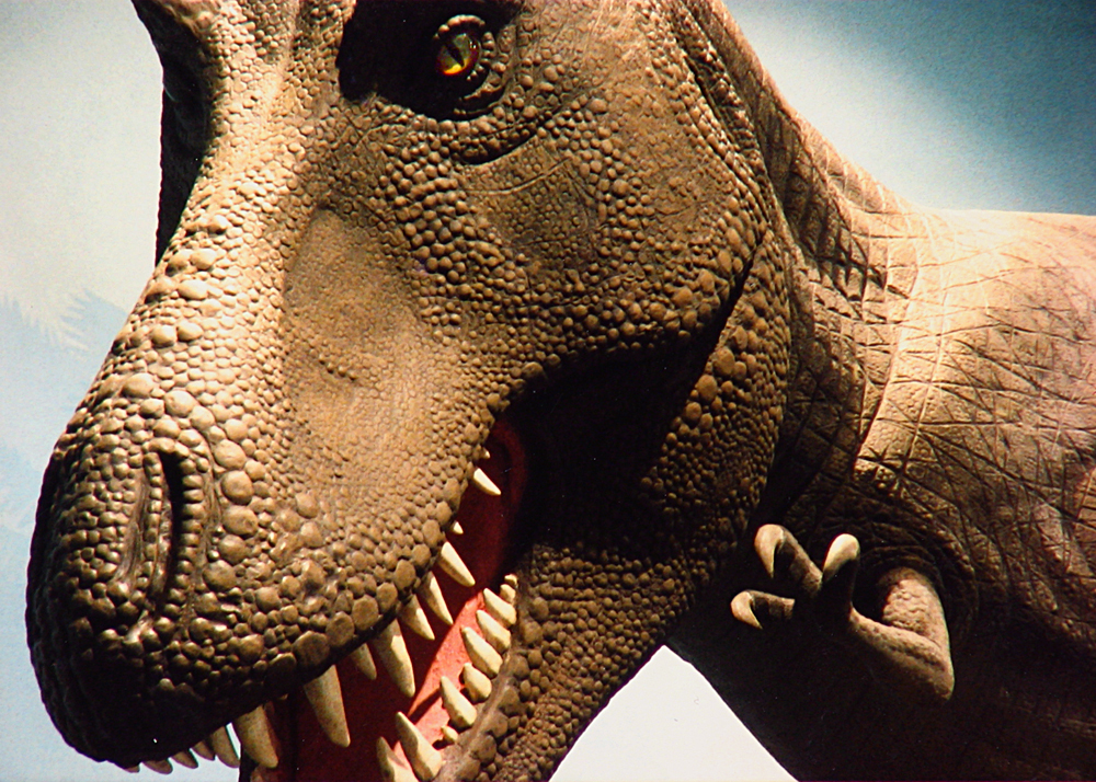 A bunch of T. rex walked the earth
