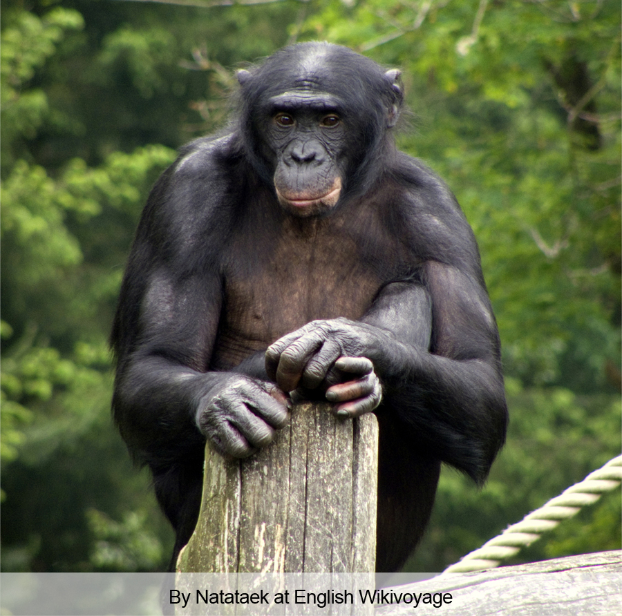 Bonobos are surprisingly deep thinkers