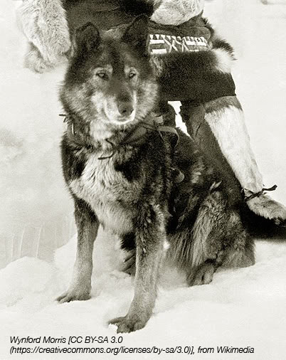 Togo, the unrequited hero of sled dogs