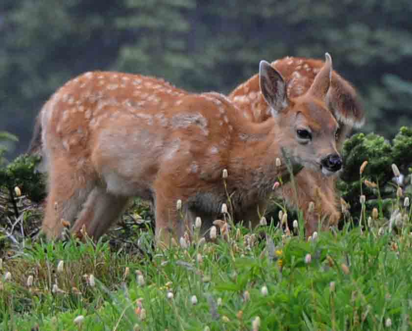 Virus lockdowns have been good for animals