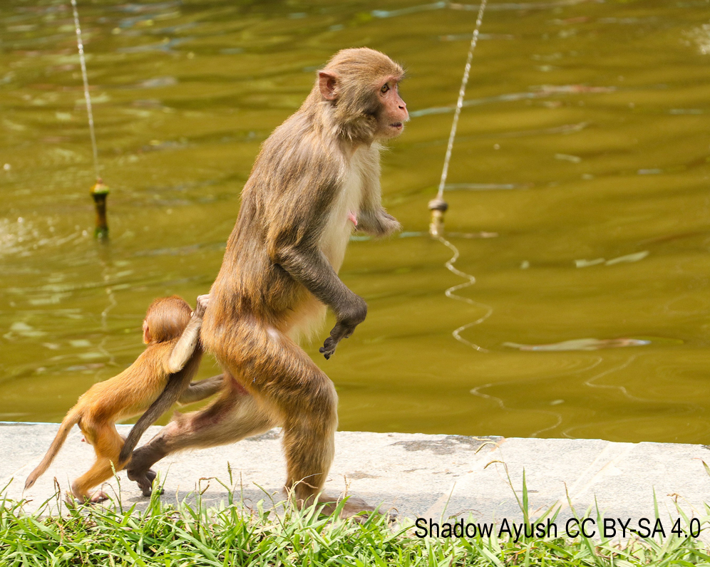 Study: Monkeys handle crisis effectively