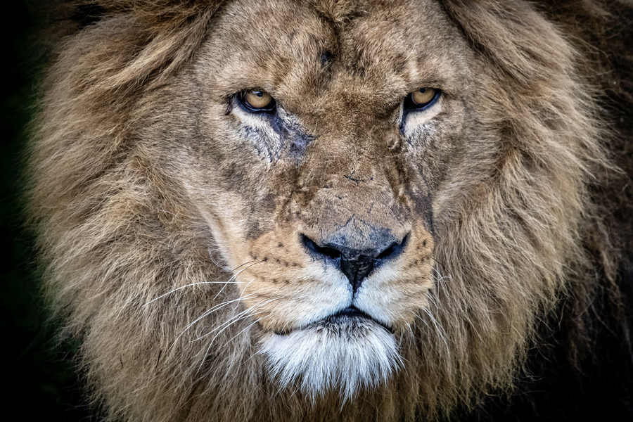 The decline of an apex predator