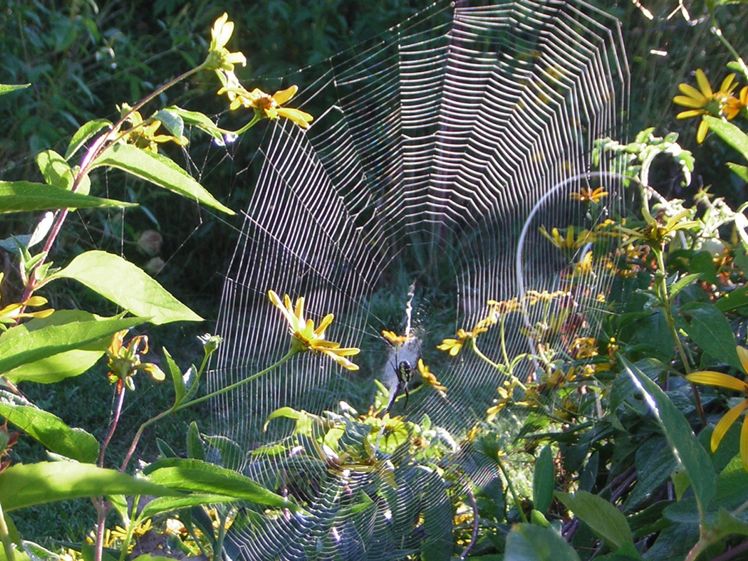 Enjoy the talented (but icky) Orb Weaver