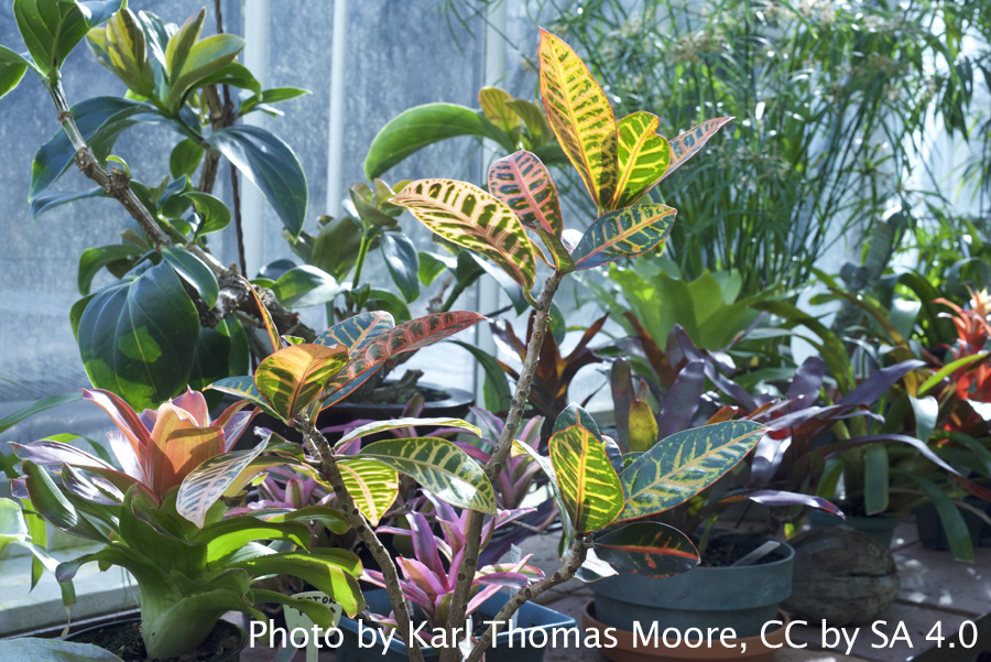 Houseplants that pop