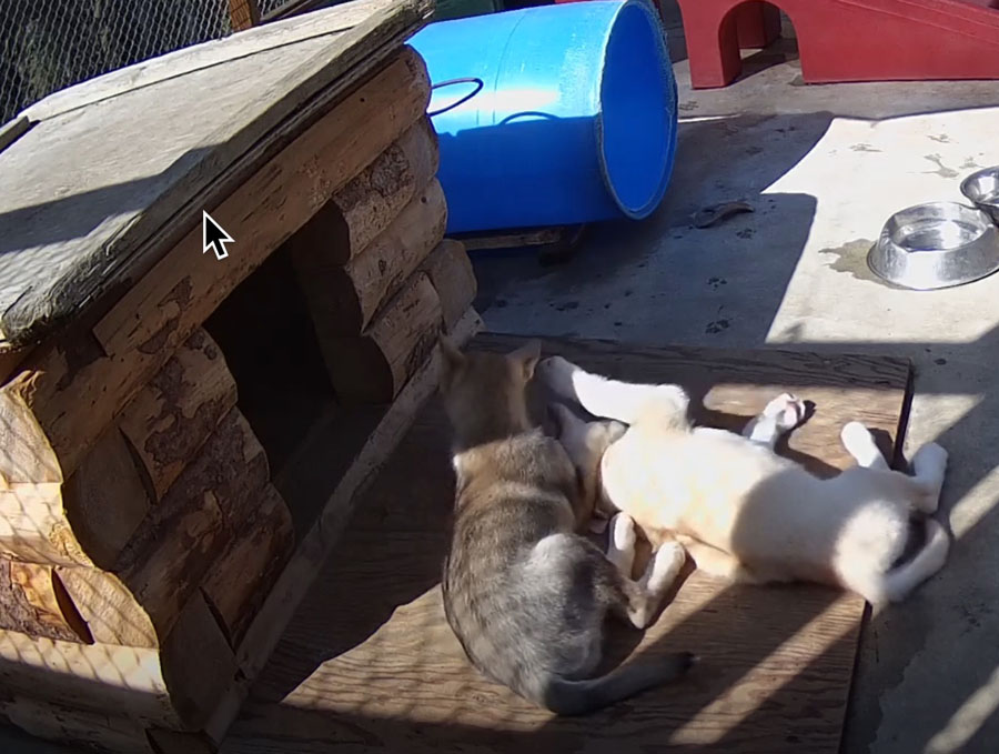Need a break? Spend it with Denali's sled pups