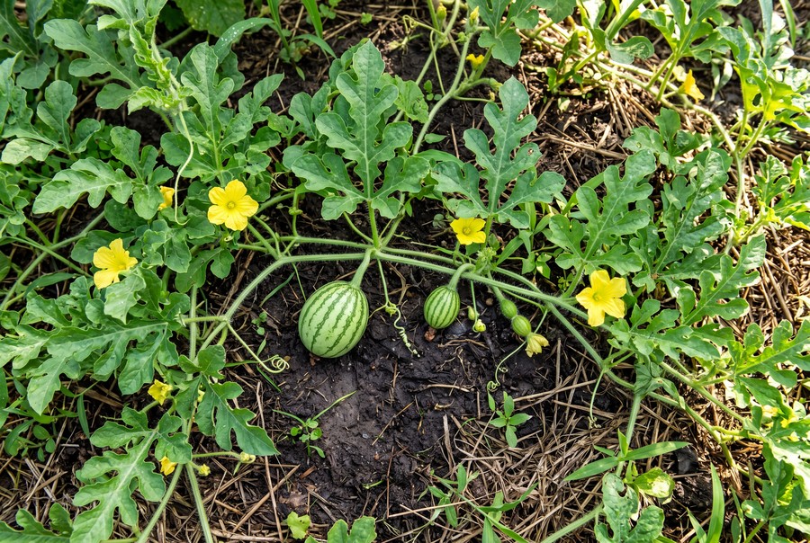 There is no such thing as a male watermelon