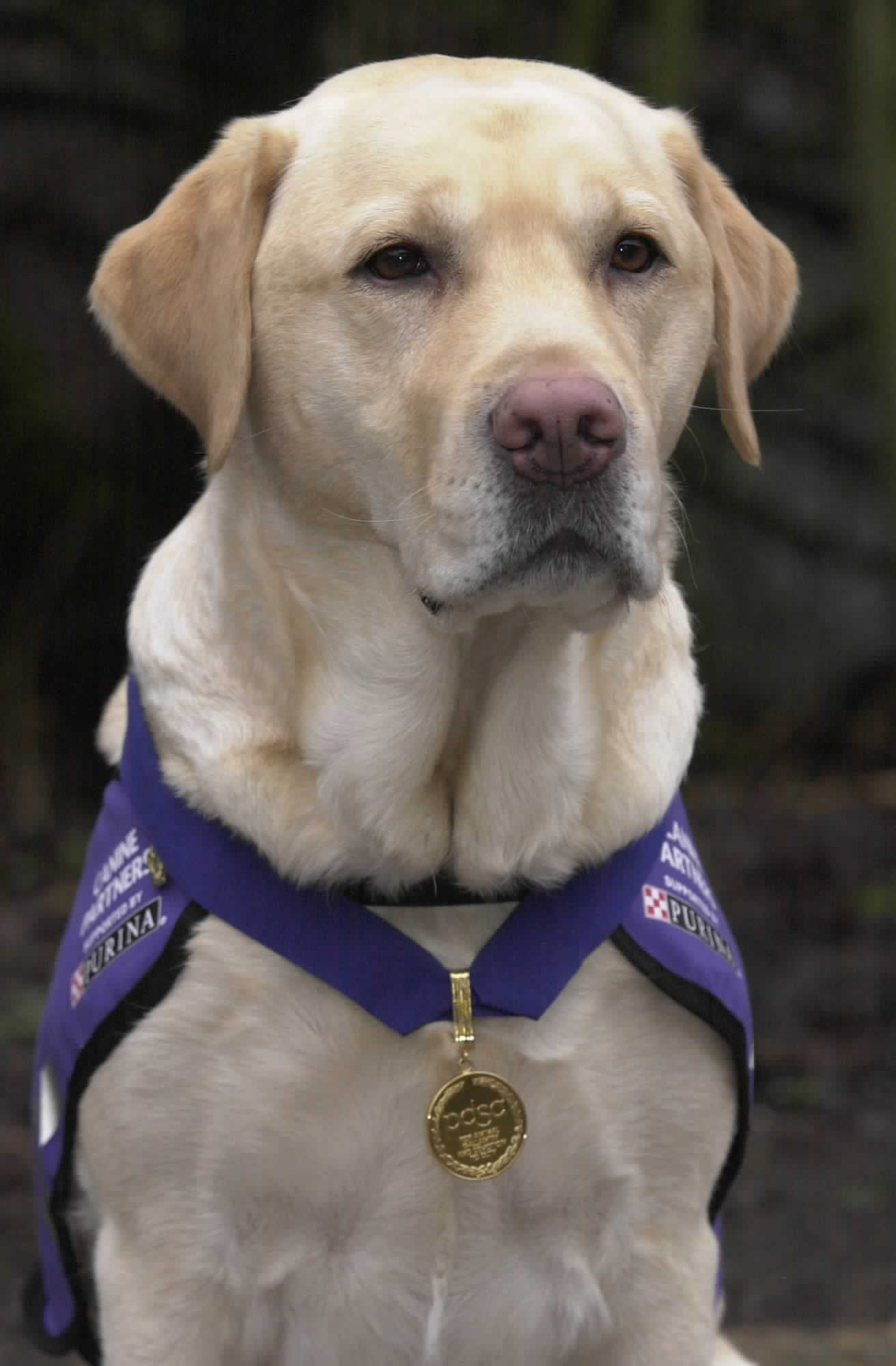 "Most Decorated Dog" -- Labrador's skills, bravery still celebrated