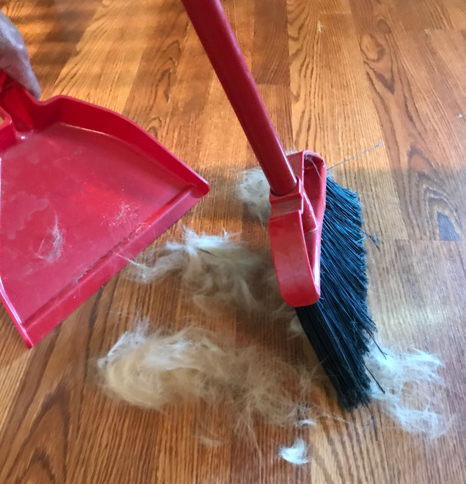 Keeping a clean house with pets