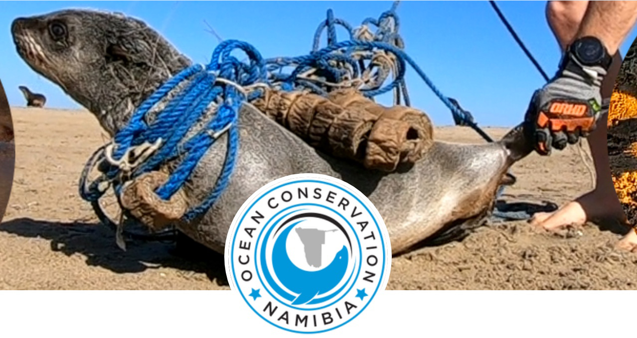 Group saves seals from horrible entanglements
