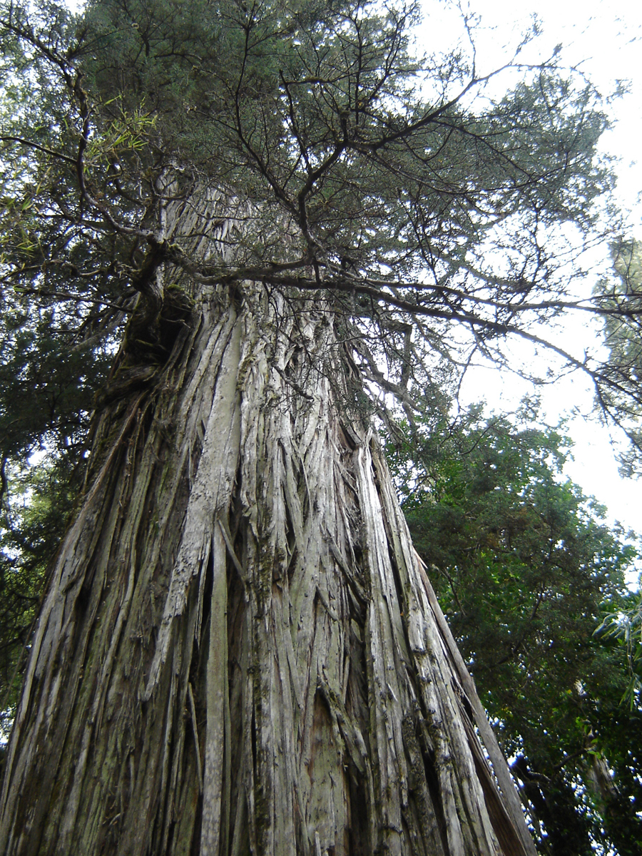 Trees rooted in the ages survive still