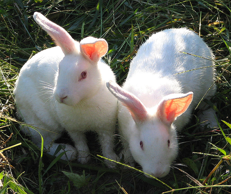 Superstition invokes cute fertility symbols