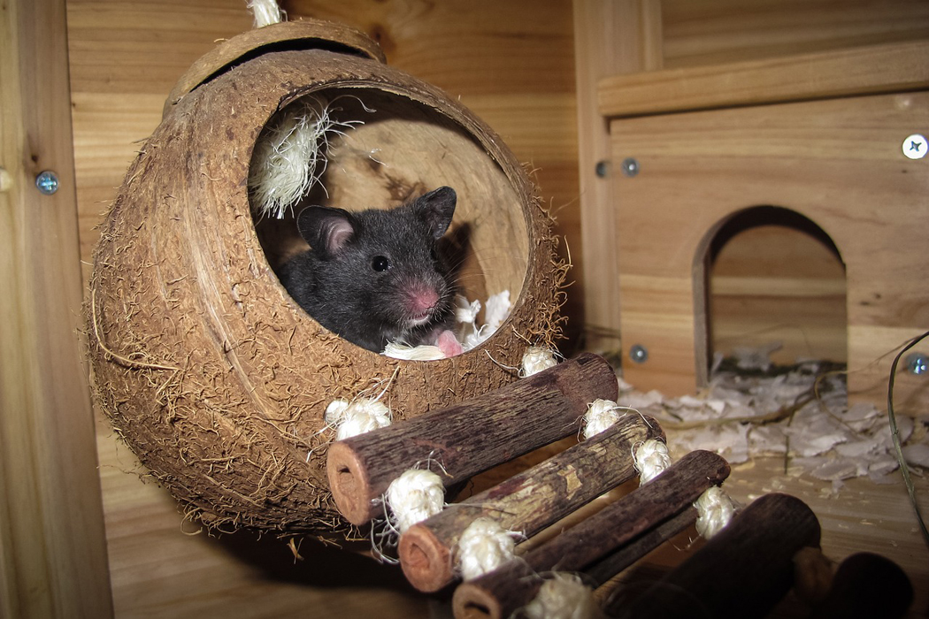 Pet humanization trend sparks new products