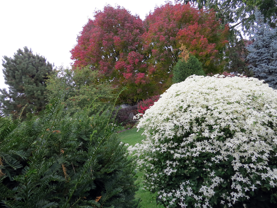 Time to plant bulbs and shrubs