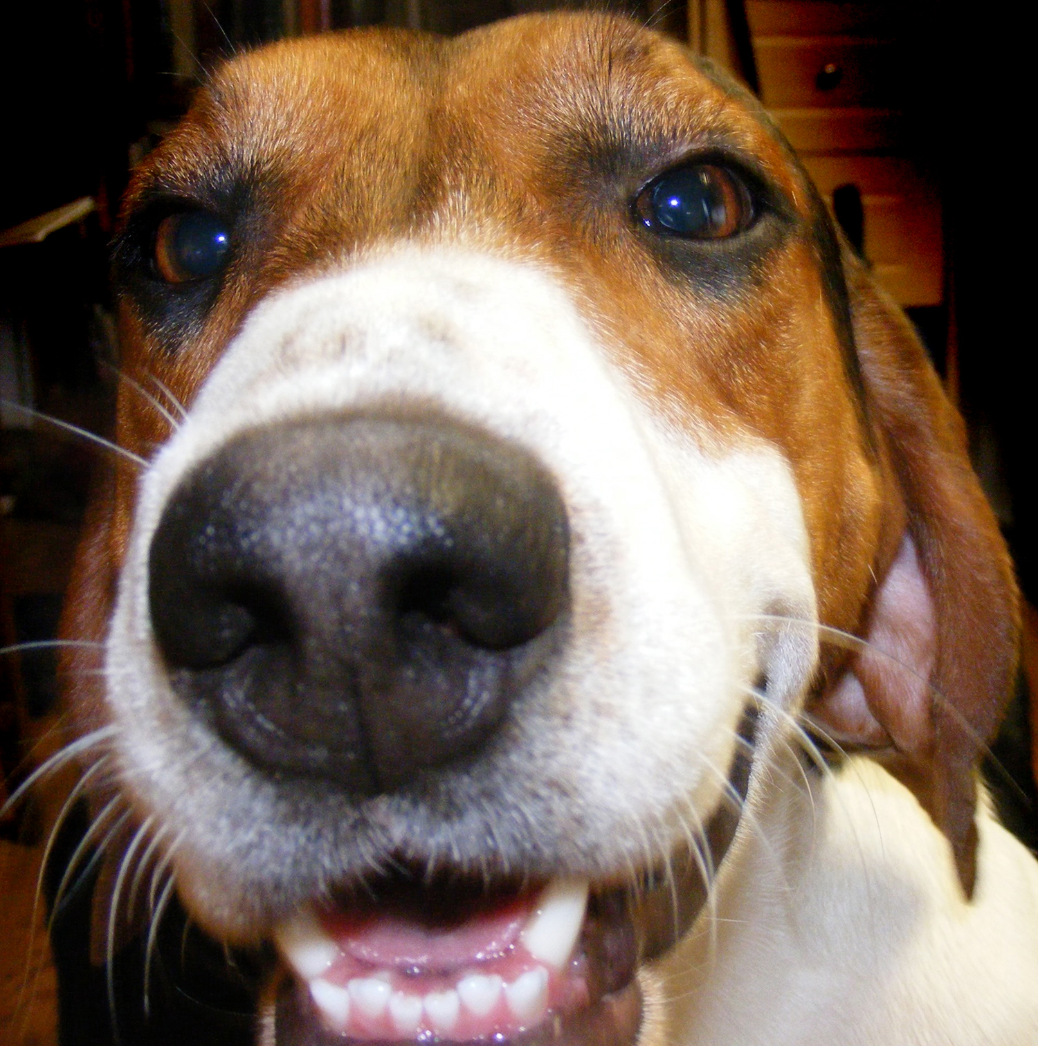 Your dog knows what you are saying