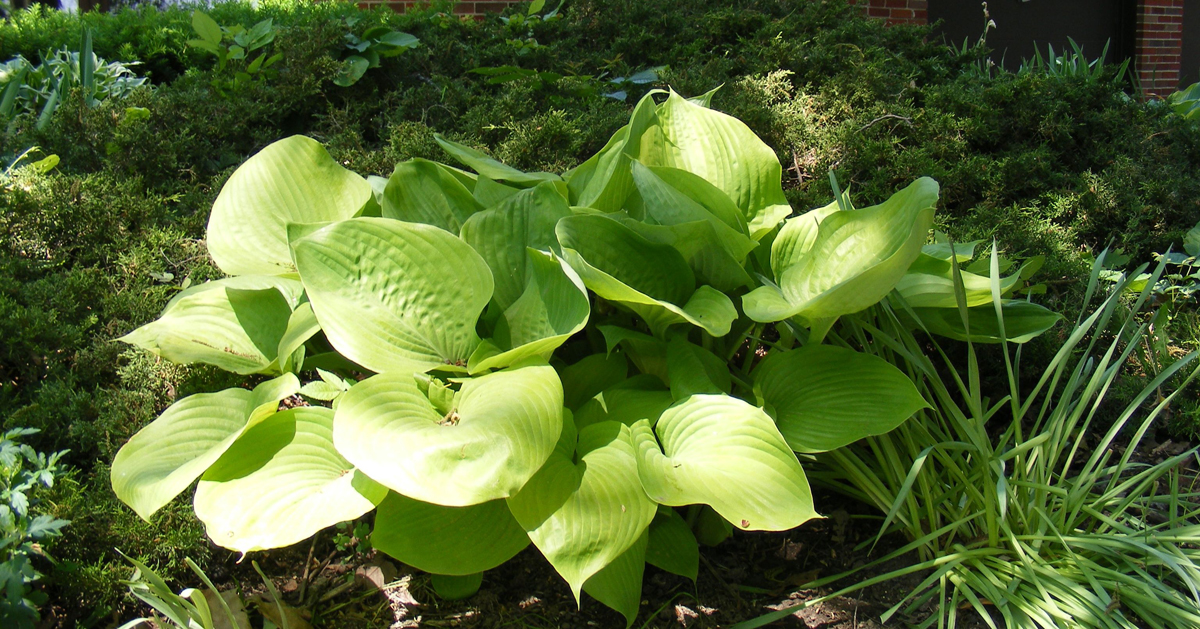 Transplant daylilies and hostas in October