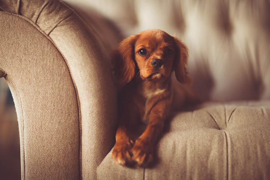 Dog breeds to fit your lifestyle