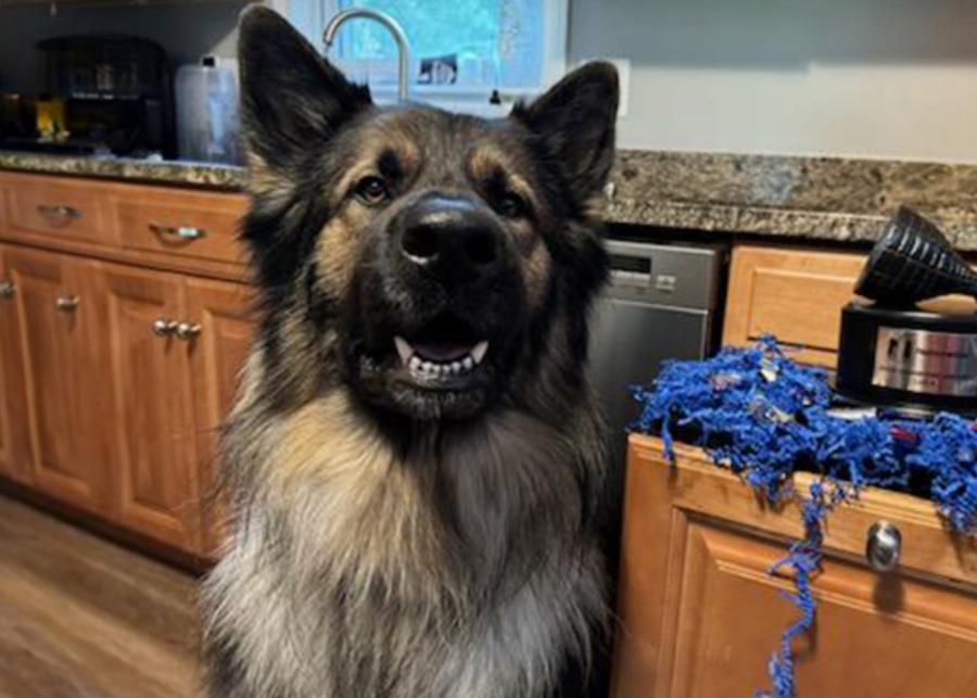2024 Hambone Award goes to shepherd dog who dabbled in home remodeling