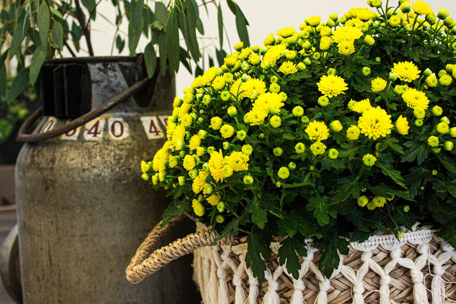 Fall flowers: Choose your mums wisely