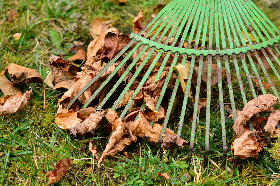Four ways to deal with autumn leaves