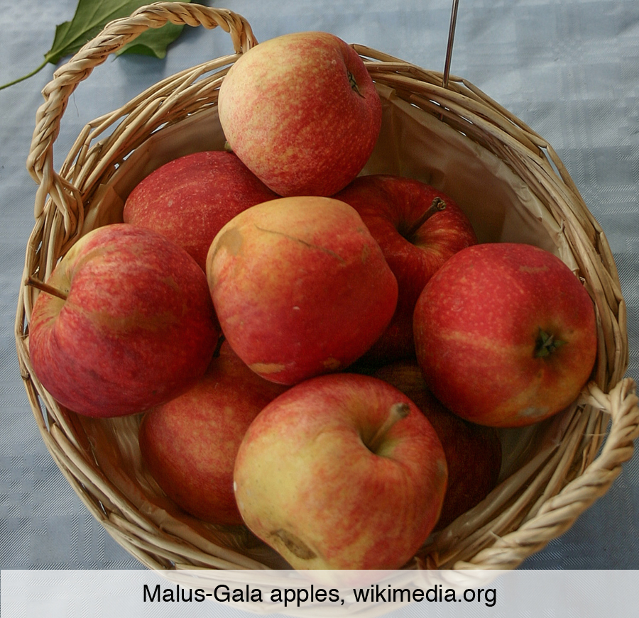 October is National Apple Month: Apples have long history in America