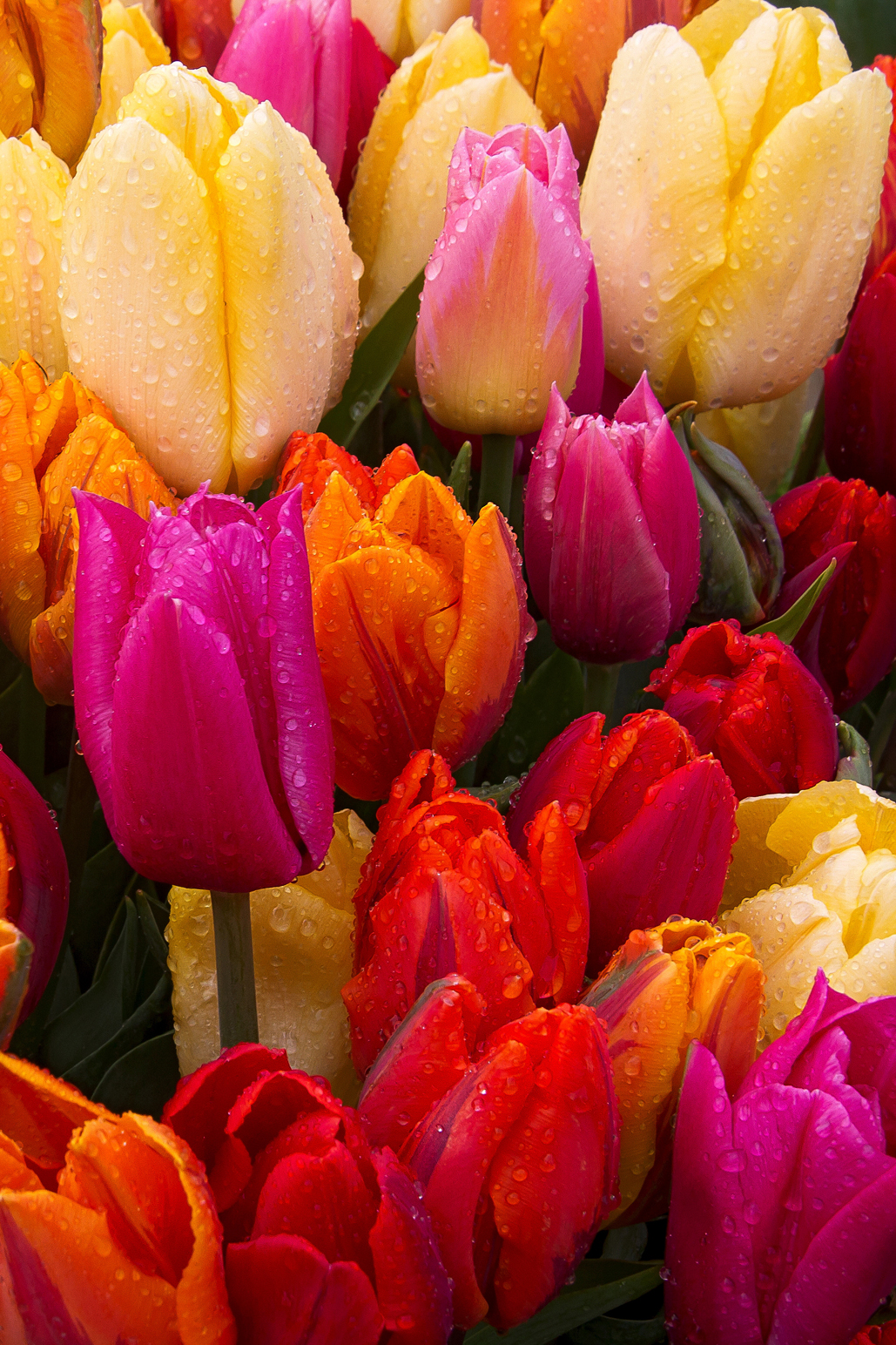 Start now for a spectacular spring show