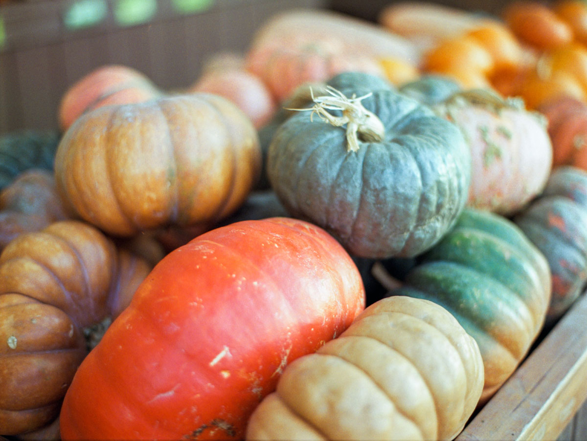 Pumpkins shine with many dramatic colors