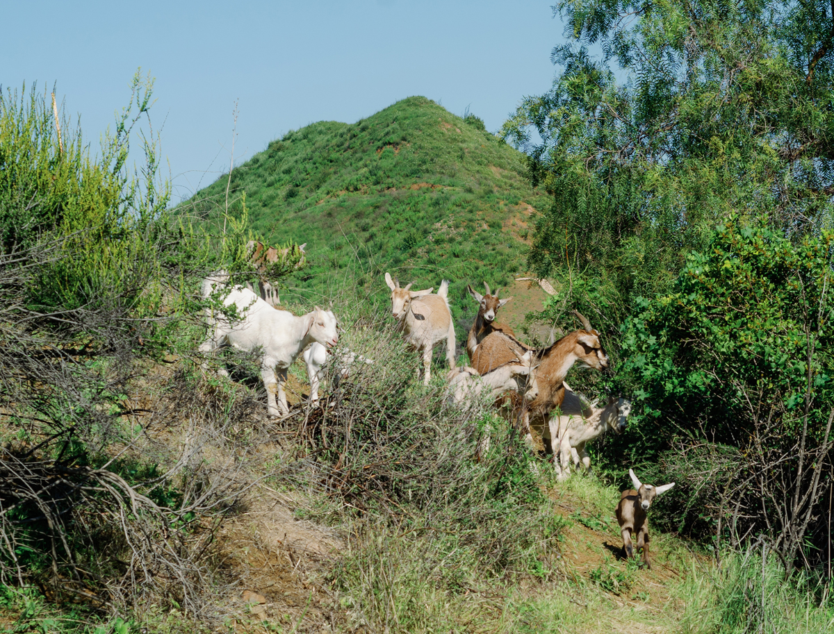 Natural defense: Goats come to the aid of firefighters