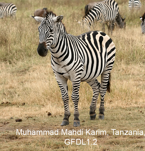 Zebras on the lam