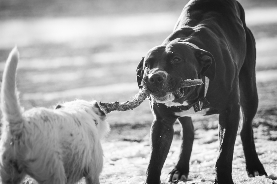 Keep your dog active when cold weather hits