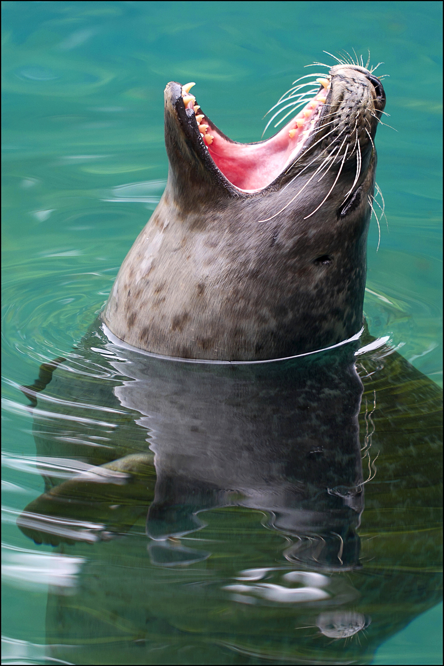 A gray seal's excellent vacation