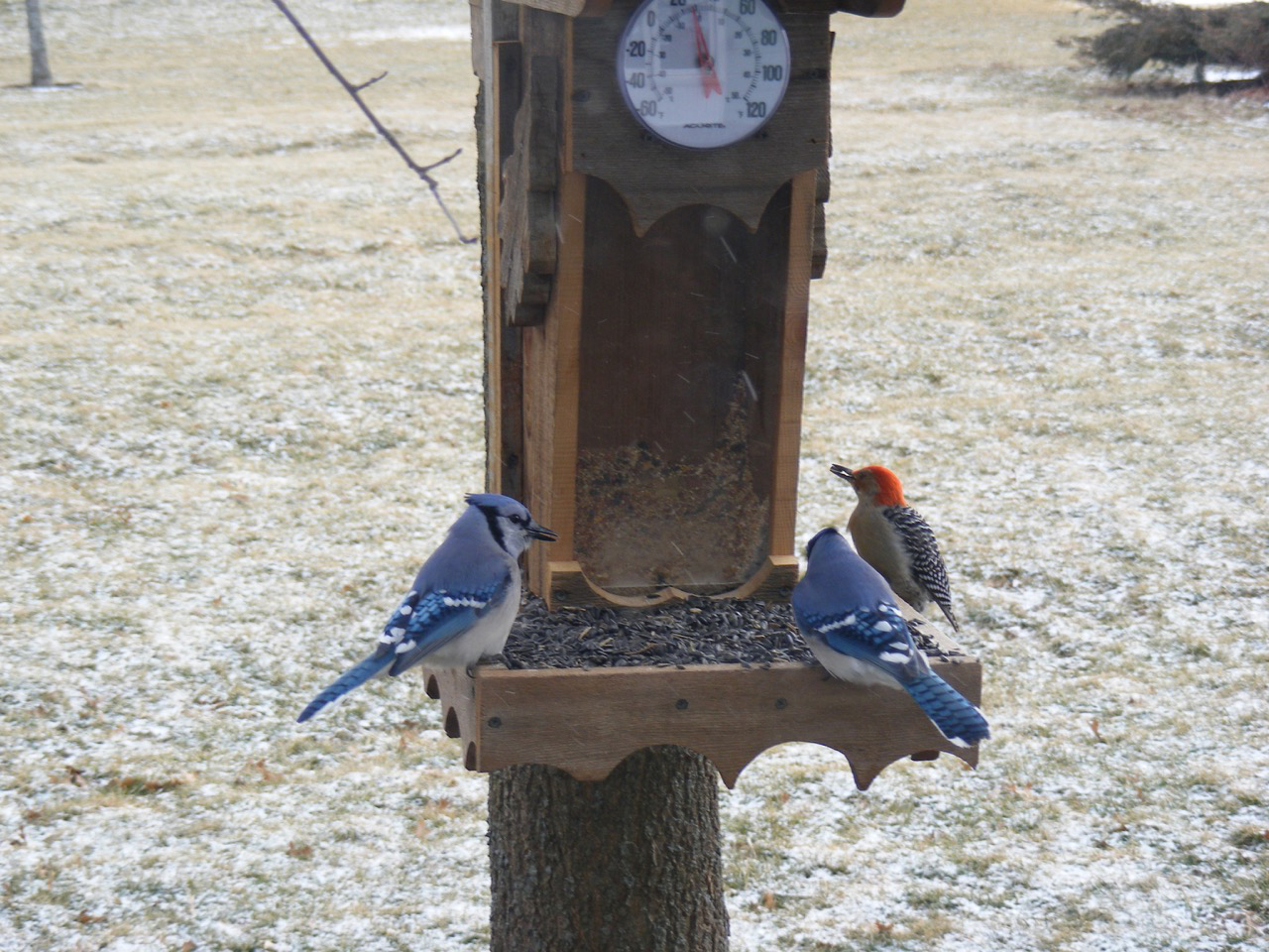 A great way to enjoy and identify birds