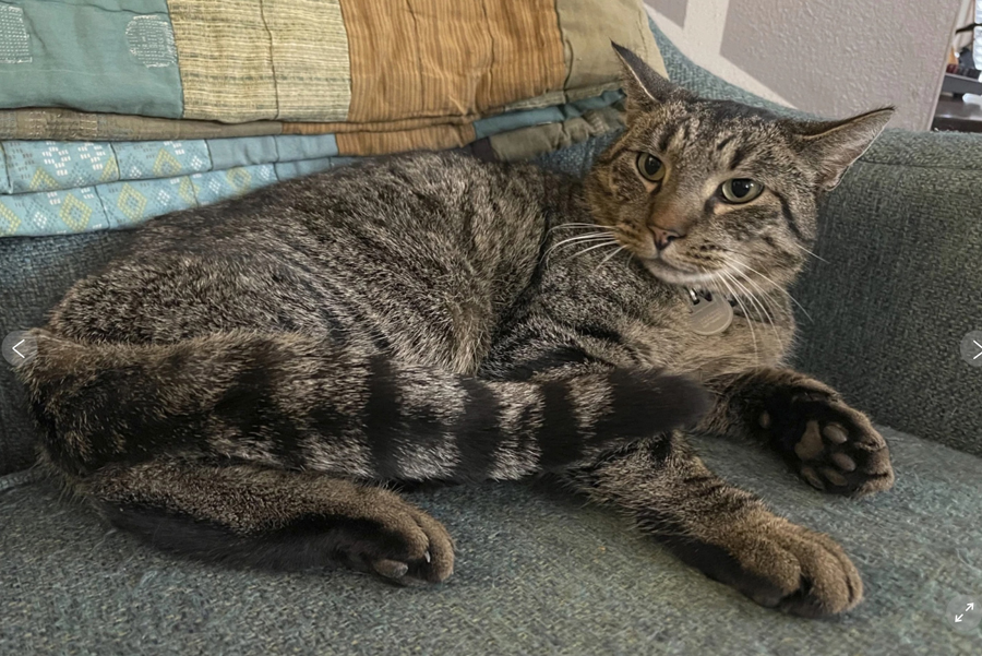 Cat capers: The cat in the storm drain