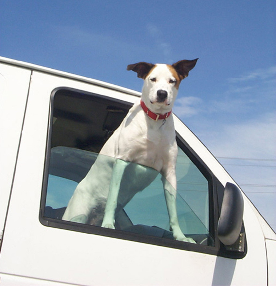 A traffic danger: Driving with dogs