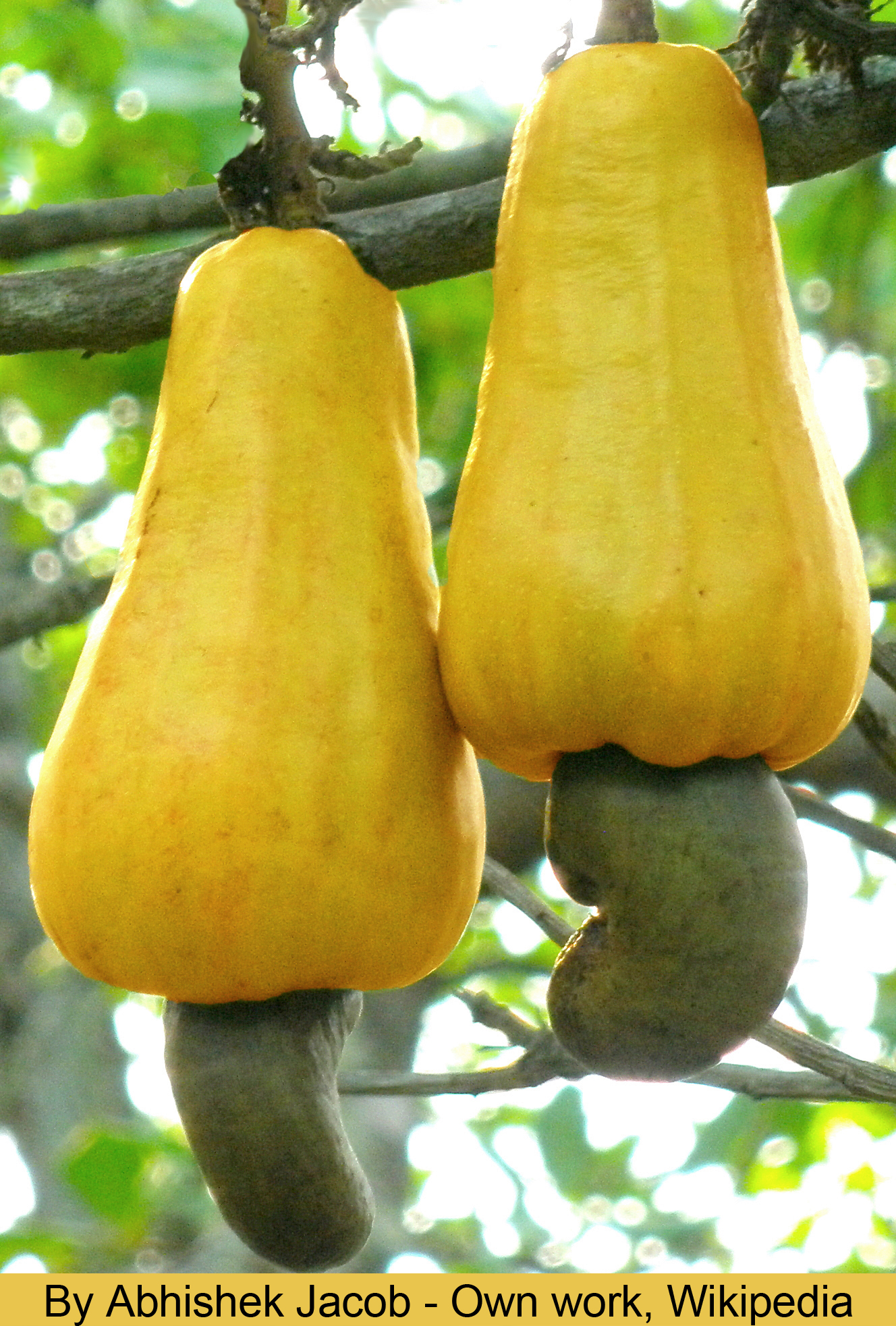 The nut that is never sold in a shell