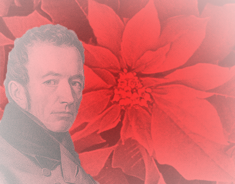 The adventurer and the Christmas flower