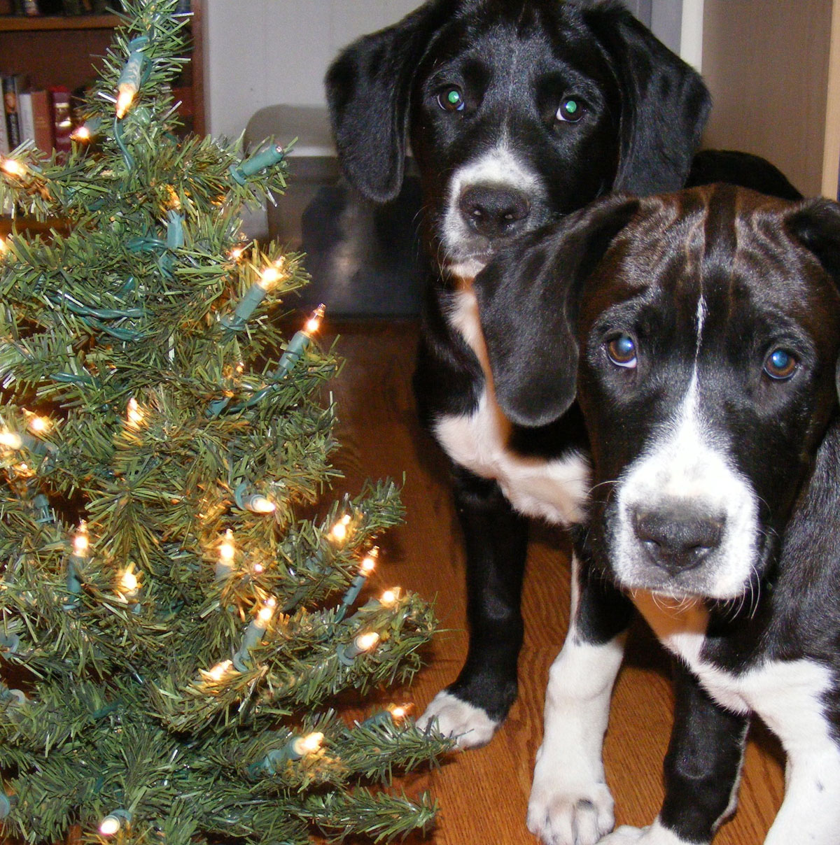 Christmas card pet shots: Watch out for green eye