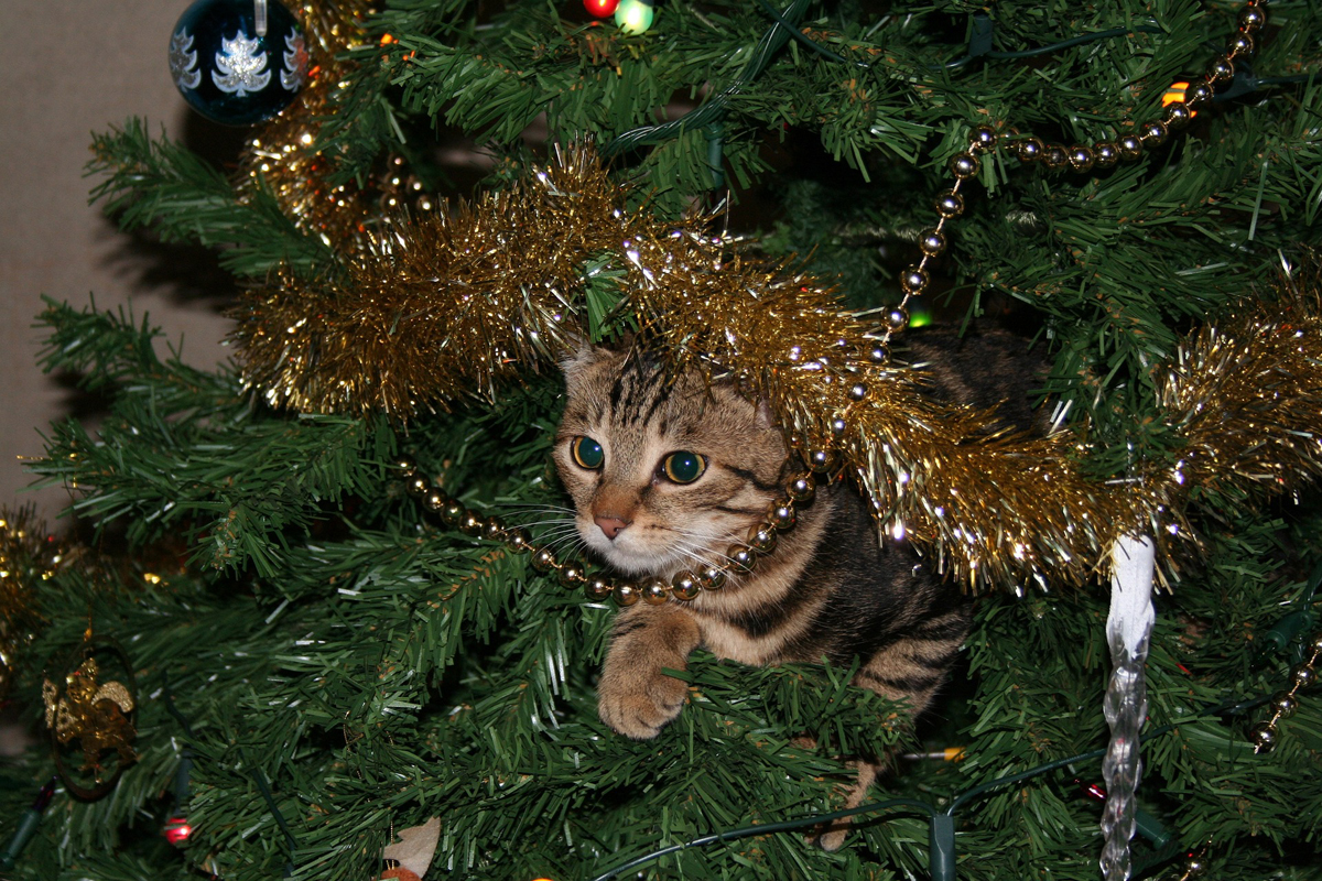Why cats love Christmas trees