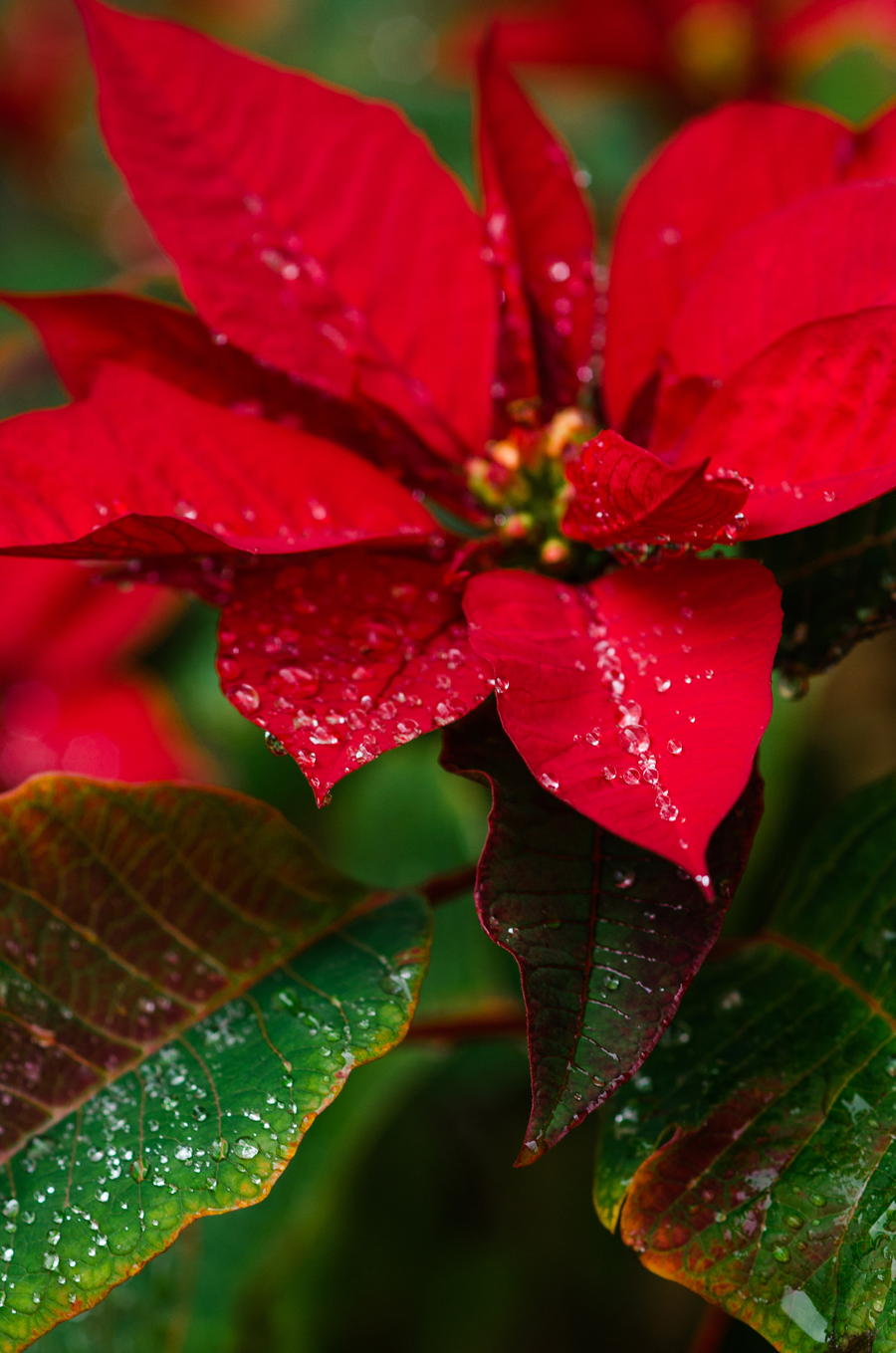 Tender care for your poinsettias