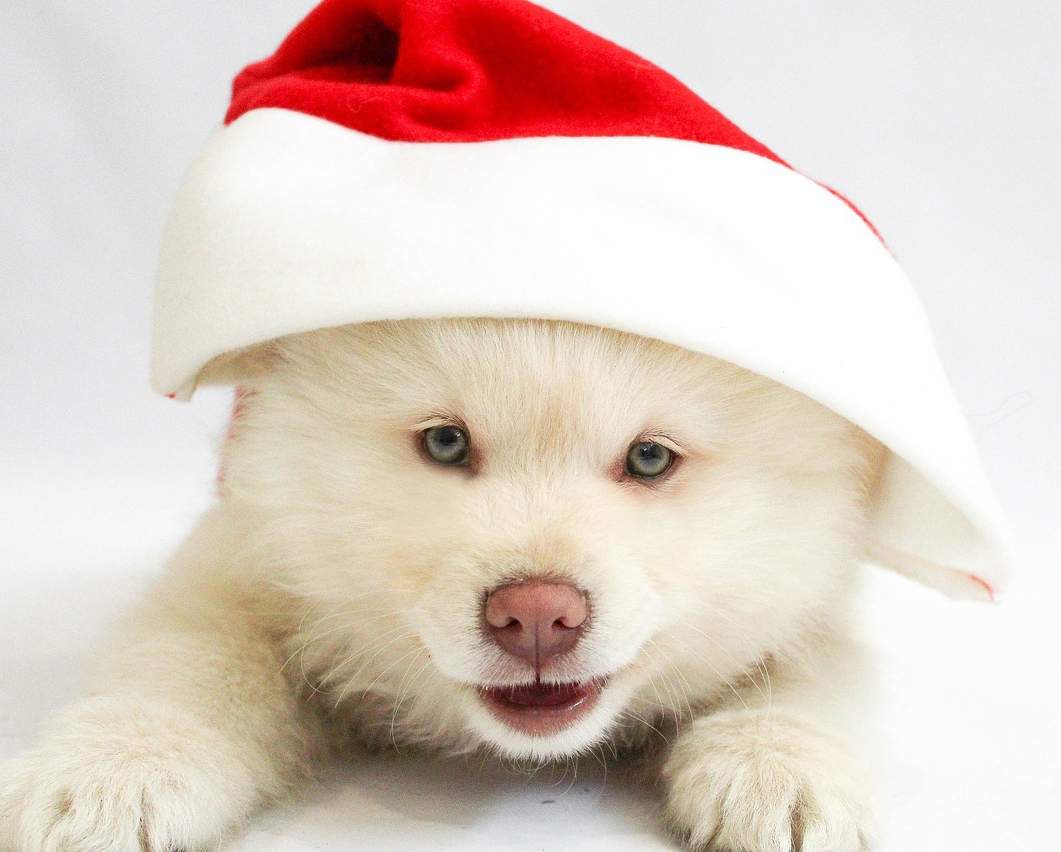 Pets top Santa's nice list