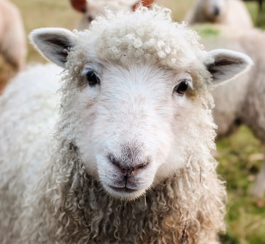 The 8,000 year story of your sweater
